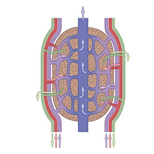 Cross section biomedical illustration of liver lobule