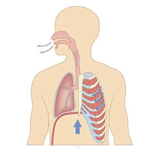 Cross section biomedical illustration of the process of exhaling breath