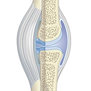 Cross section biomedical illustration of synovial joint