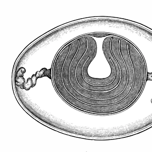 Cross-section of a Chicken Egg