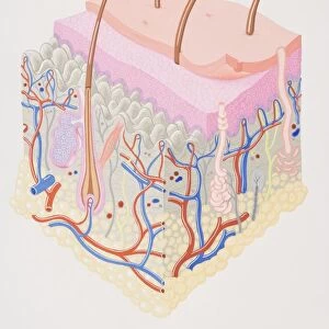 Cross-section diagram of human skin