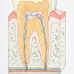 Cross-section diagram of human of tooth