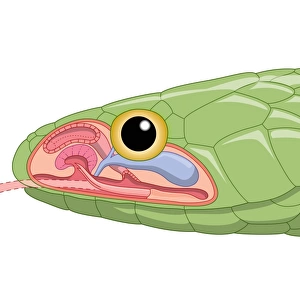 Cross section digital illustration of green snake head showing Jacobsons organ