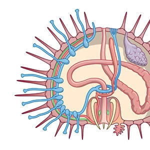 Cross section digital illustration of Sea Urchin showing gonads, intestine, ampullae and radial cana