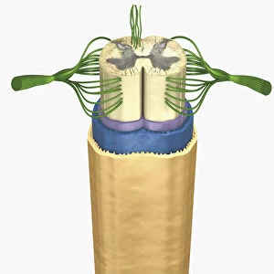 Cross section digital illustration of spinal cord and nerves
