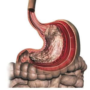 Cross section of human stomach