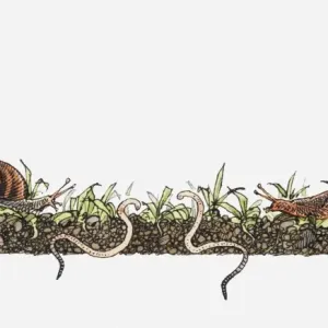 Cross Section Print of Insects and Worms