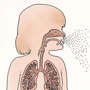Cross section illustration of child in profile showing lungs and trachea, exhaling breath from mouth and nose