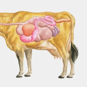 Cross section illustration of cow digestive system