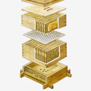 Cross section illustration of disassembled wooden beehive