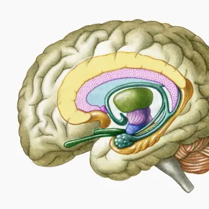 Cross section illustration of human brain showing limbic system and primitive forebrain