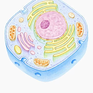 Cross section illustration of human cell