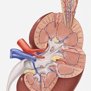 Cross section illustration of human kidney