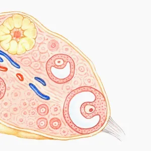 Cross section illustration of human ovary