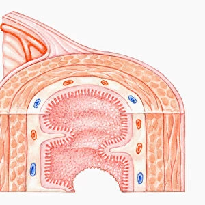 Cross section illustration of human small intestine showing muscle layer, villus and plicae