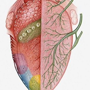 Cross section illustration of human tongue, showing taste sensation region on right, and cranial nerve pathways on left