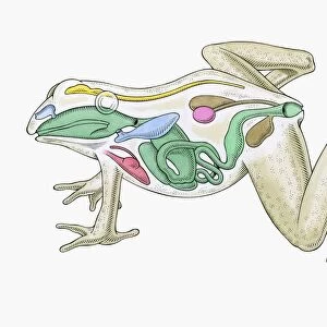 Cross section illustration of internal anatomy of male frog