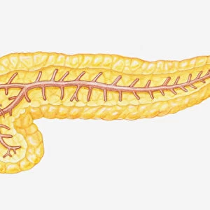 Cross section illustration of pancreas
