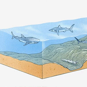 Cross-section illustration showing different shark species in ocean habitats of varying depths