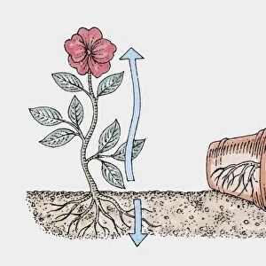 Cross section illustration showing how a plants stem grows upwards and its roots grow underground
