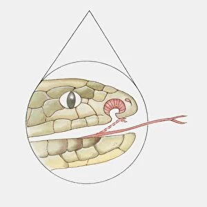 Cross section illustration of Snakes mouth showing vomeronasal organ and forked tongue