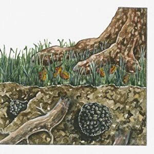 Cross section illustration of Tuber aestivum (Summer Truffle) growing near underground tree root
