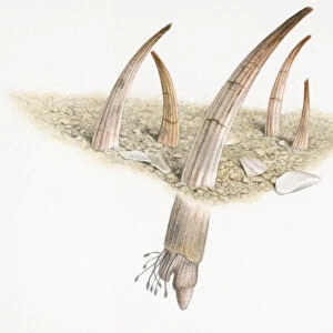 Cross section illustration of tusk shells partly buried in sand