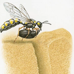 Cross section illustration of wasp carrying weevil into burrow