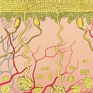 Cross Section Layers of Skin