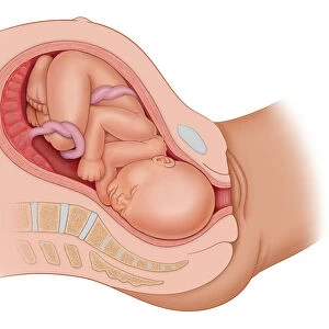 Cross section of the mothers anatomy at 9 months showing the baby in uteruo LOA ready to