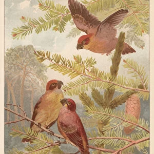 Crossbills (Loxia curvirostra), chromolithograph, published in 1888