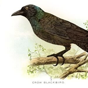 Crow blackbird lithograph 1897