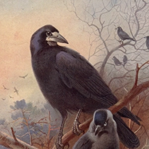 Crow Family