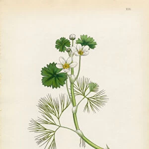 Crowfoot, Ranunculus heterophyllus, Victorian Botanical Illustration, 1863