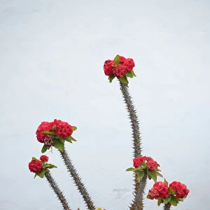 Crown of Thorns -Euphorbia milii-, Spain