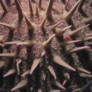 Crown of Thorns Sea Star Print by Jeff Rotman Crown of Thorns Sea Star Print by Jeff Rotman