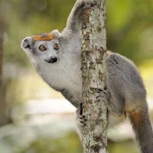 Crowned Lemur (Eulemur coronatus), female hanging from a branch, Madagascar, Africa