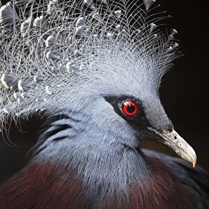 Crowned Pigeon (Goura cristata) Portrait