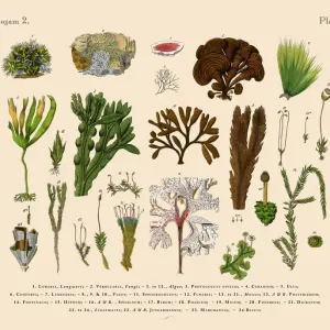 Cryptogam, Algae, Lichens, Mosses, Ferns, Victorian Botanical Illustration Cryptogam, Algae, Lichens, Mosses, Ferns, Victorian Botanical Illustration