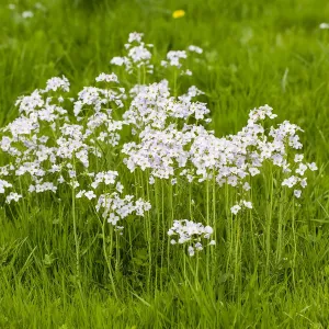 Cuckoo Flower Print - Cardamine pratensis, Hesse, Germany Cuckoo Flower Print - Cardamine pratensis, Hesse, Germany
