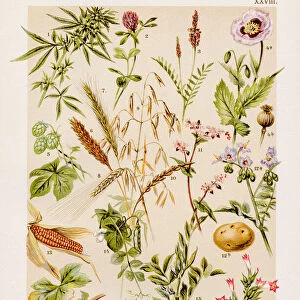 Cultivated arable crops antique chromolithograph 1899
