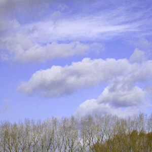 Cumulus clouds and trees, winter