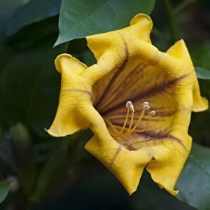 Cup of Gold Vine or Golden Chalice Vine -Solandra maxima-, flowering