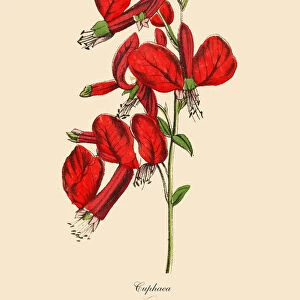 Cuphaea or Cigar Plant, Victorian Botanical Illustration