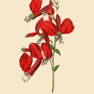Cuphaea or Cigar Plant, Victorian Botanical Illustration Cuphaea or Cigar Plant, Victorian Botanical Illustration