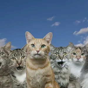 Curious Cats Art Print Curious Cats Art Print