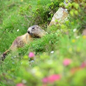 Curious Marmot in the Dolomites