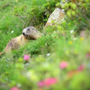 Curious Marmot in the Dolomites Curious Marmot in the Dolomites
