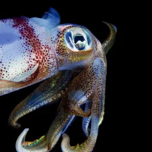 Curious Squid Print