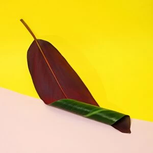 Curled banana leaf on color blocked background